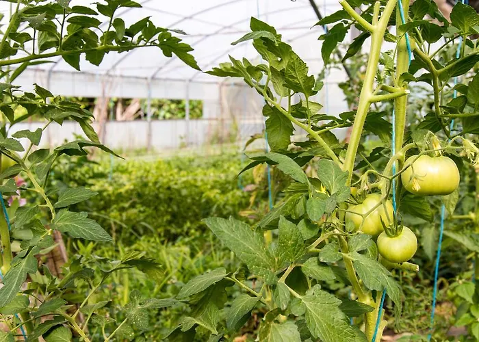 Lejlighed Casa Codesal